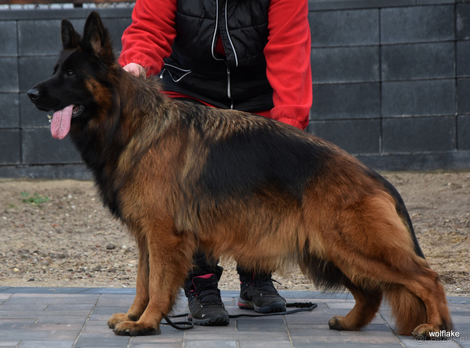 Owczarek niemiecki długowłosy ZKwP FCI - 11