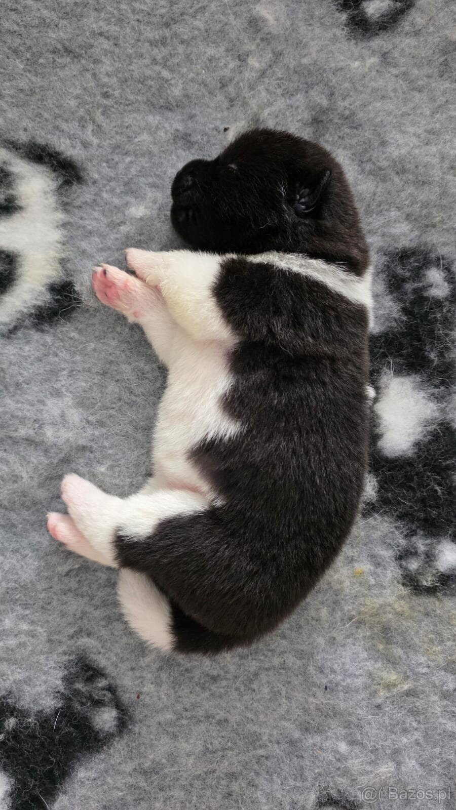 Akita amerykańska - 11