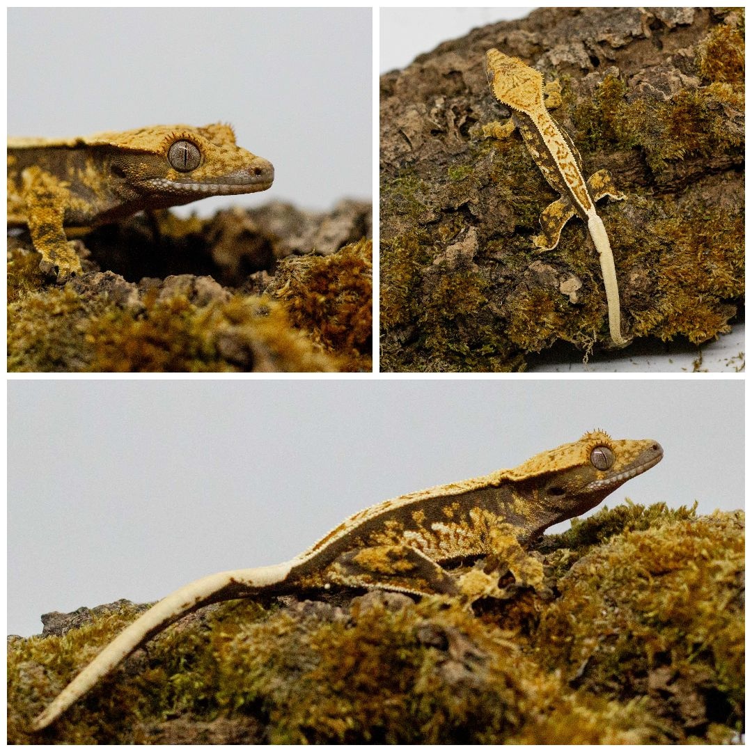 Gekony orzęsione (ciliatus) + akcesoria GeckoSVK - 11
