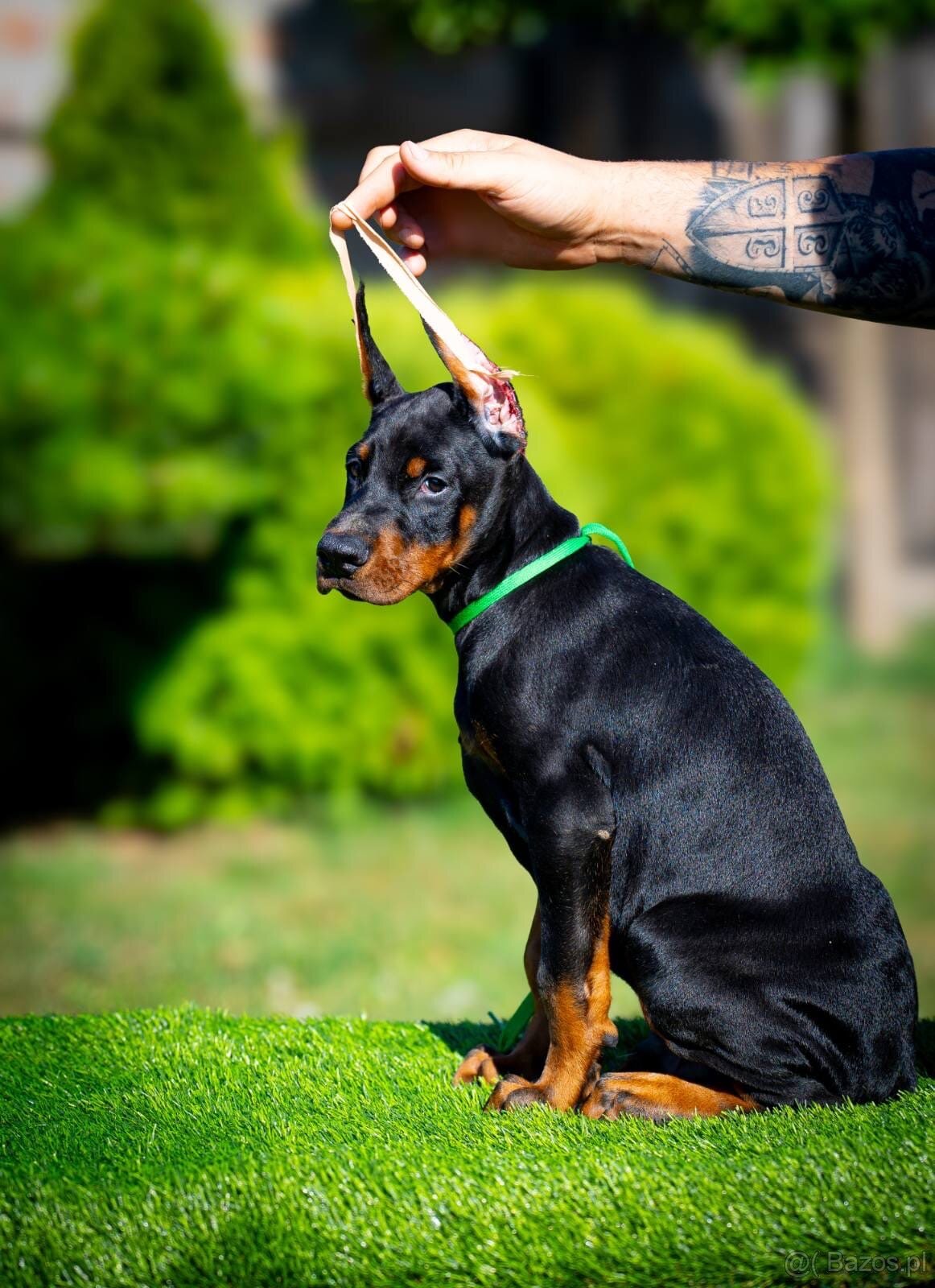 KUPIOWANE SZCZENIĘTA DOBERMANA Z RODOWODEM FCI - 11
