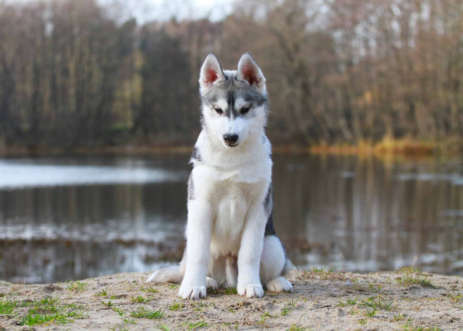 Siberian Husky ZKwP - 11