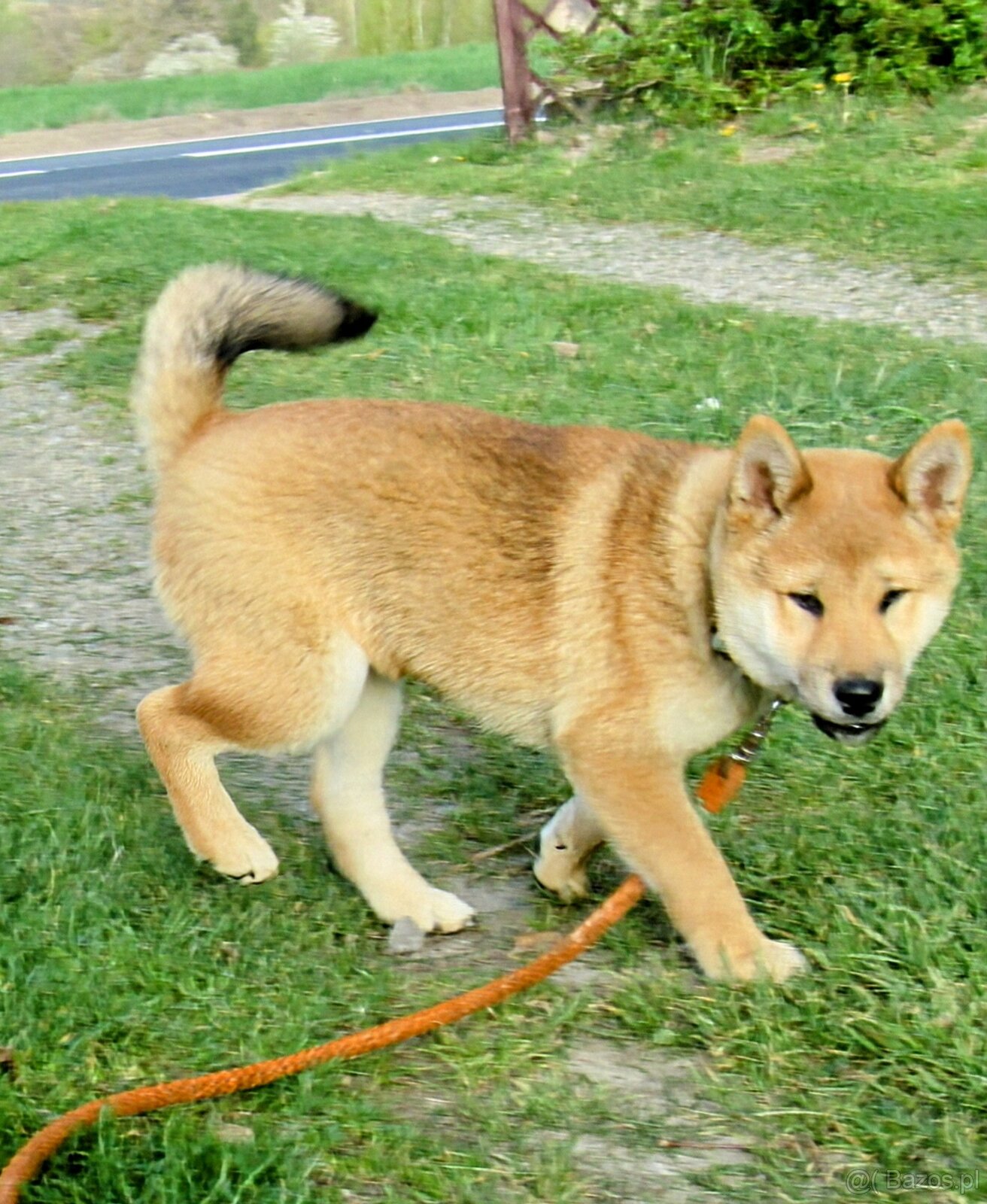Shiba Inu - najstarszy w miocie czerwony piesek - 11