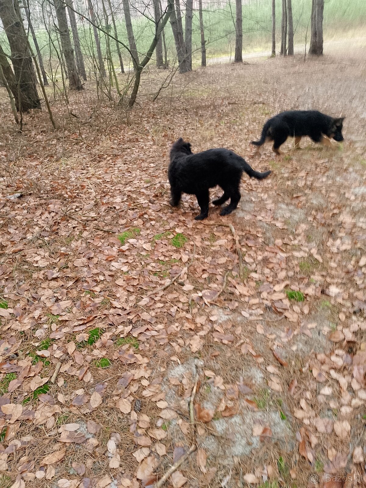 Owczarek niemiecki długowłosy - 11