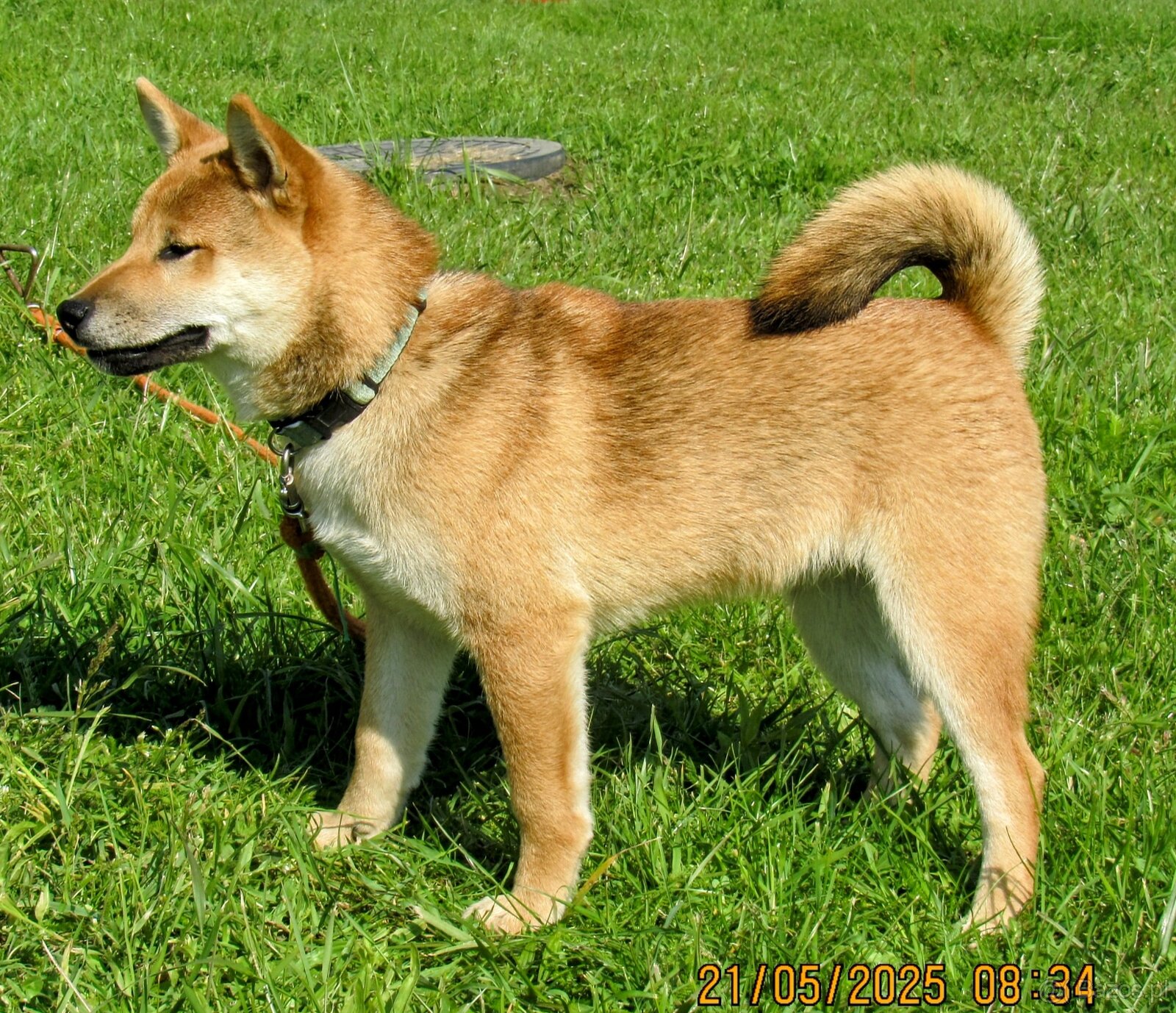 Shiba Inu, czerwony piesek mocno czernią przyprószony - 11