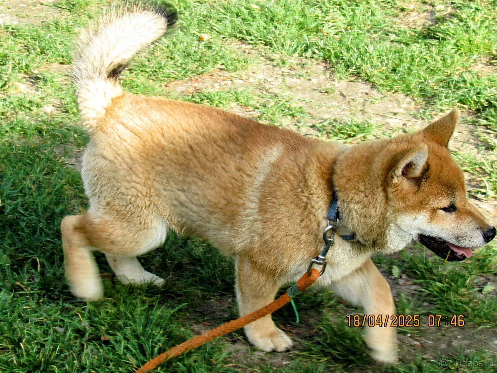 Shiba Inu czerwona, mała suczka o wielkim serduszku - 11