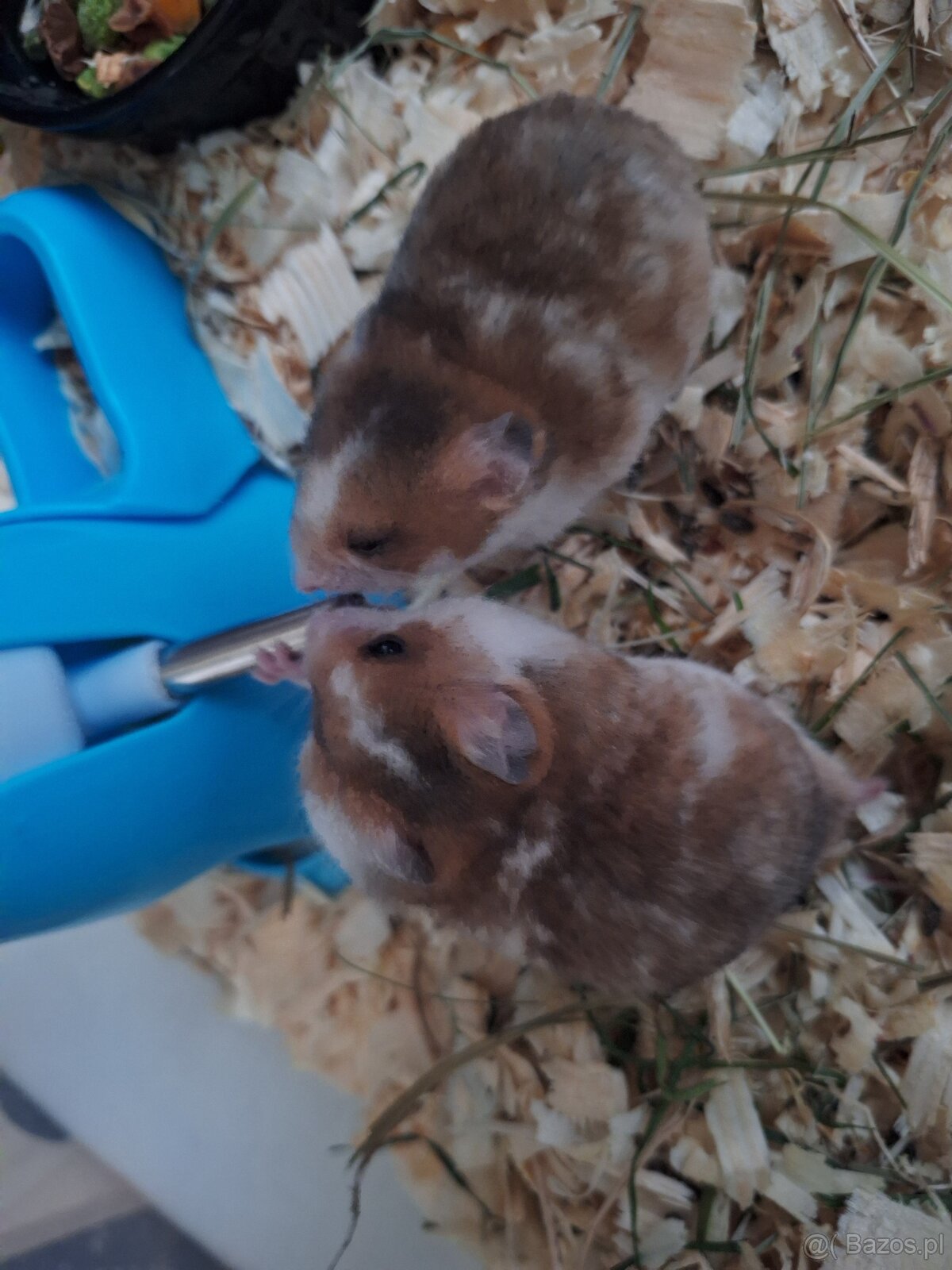 Chomiki Syryjskie 4 tygodniowe - 11