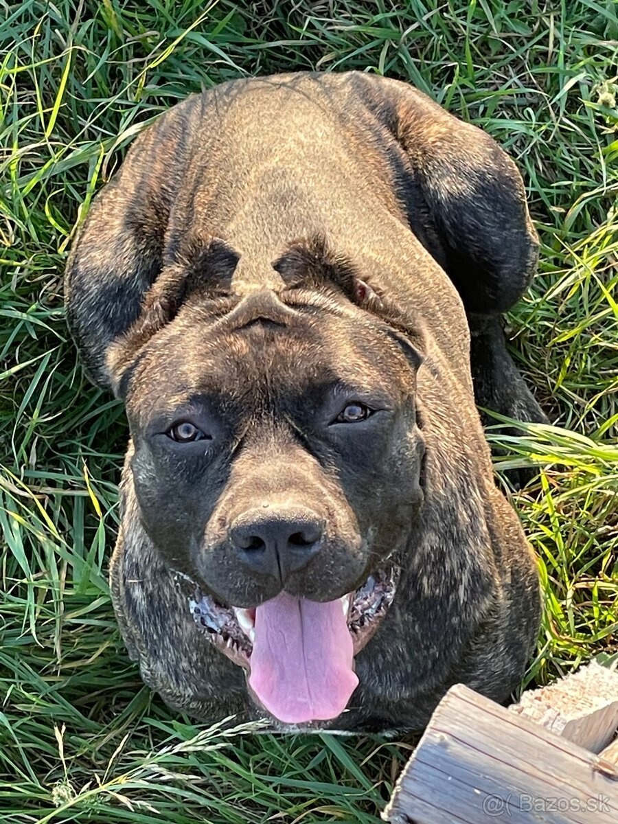 Szczeniaki Bandogi s rodokmenom VIP BANDOG KENNELS - 11