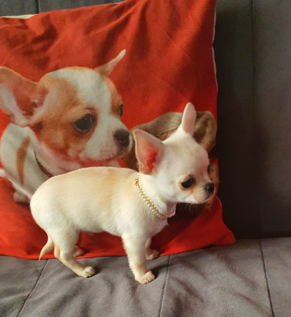 Chihuahua śliczne białe pieski - 11