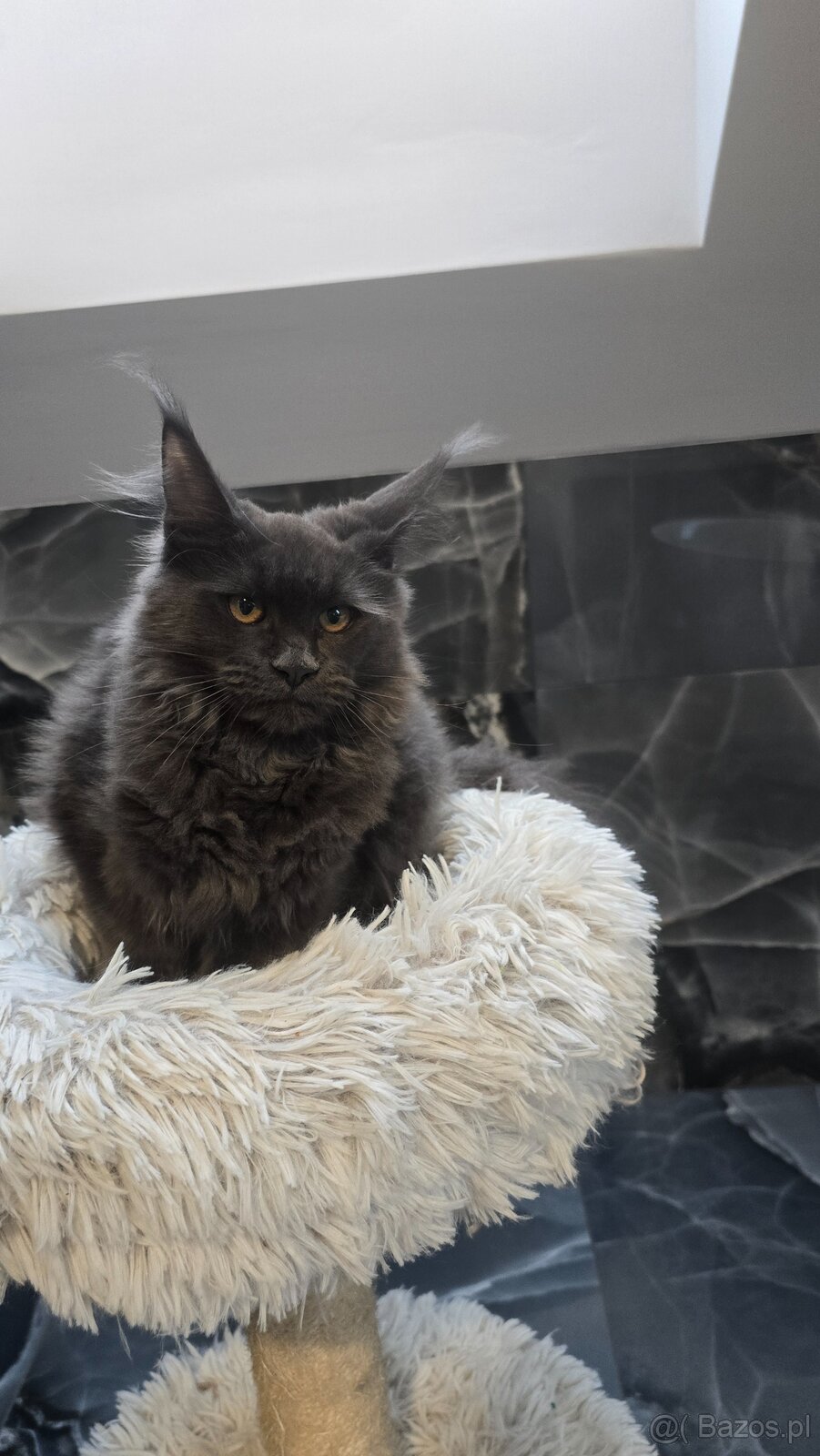 Maine coon - 11