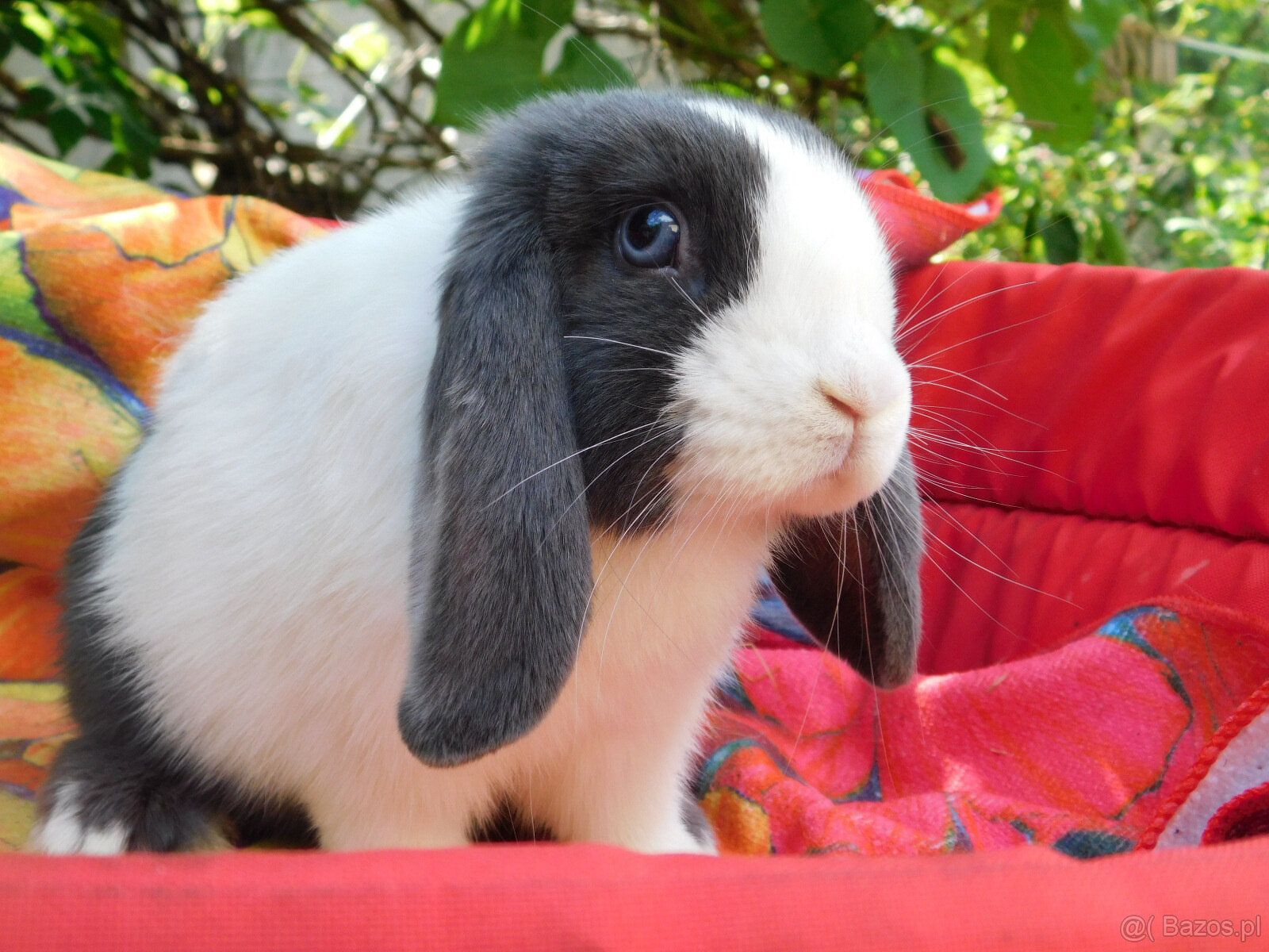 Niebieskie baranki mini lop - 11
