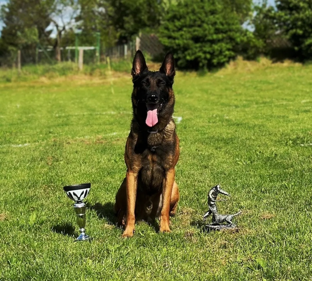 Owczarek belgijski z rodowodem FCI - 11