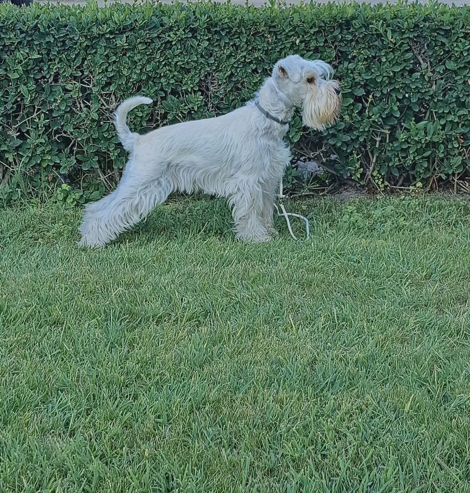Schnauzer miniatúrne white - 11