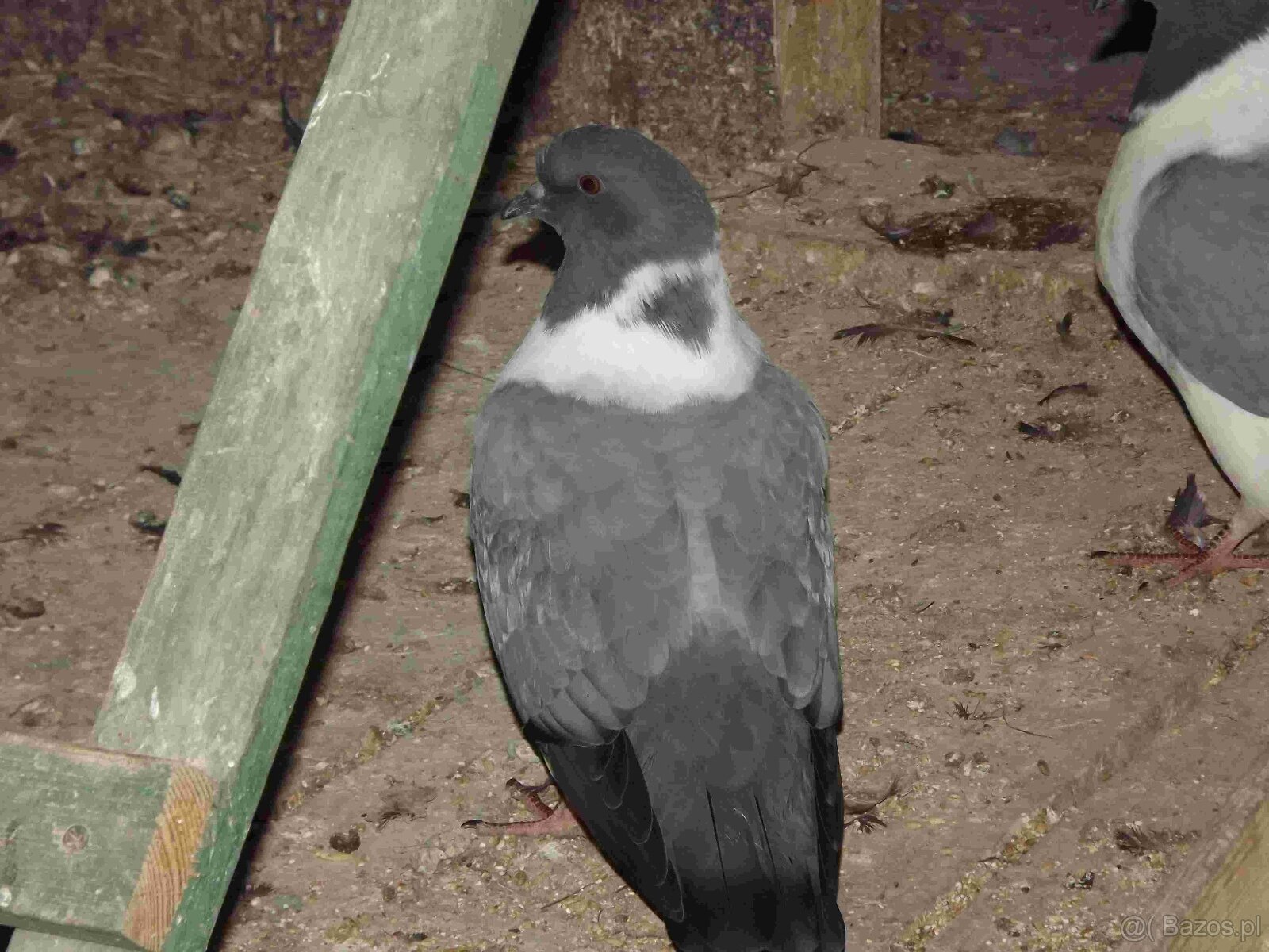 sprzedam gołębie - 11