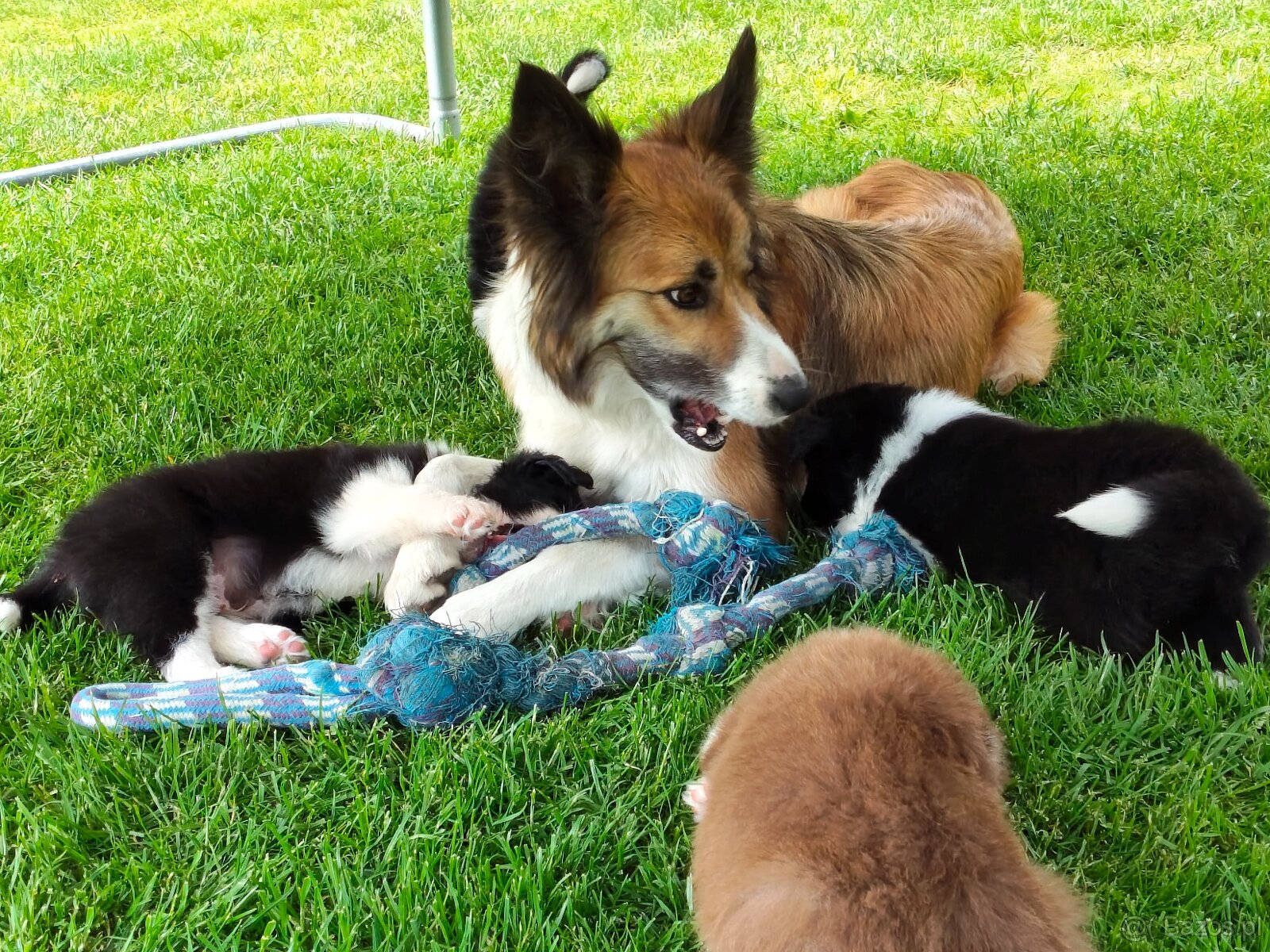 Szczenięta Border Collie ZKwP FCI - 11