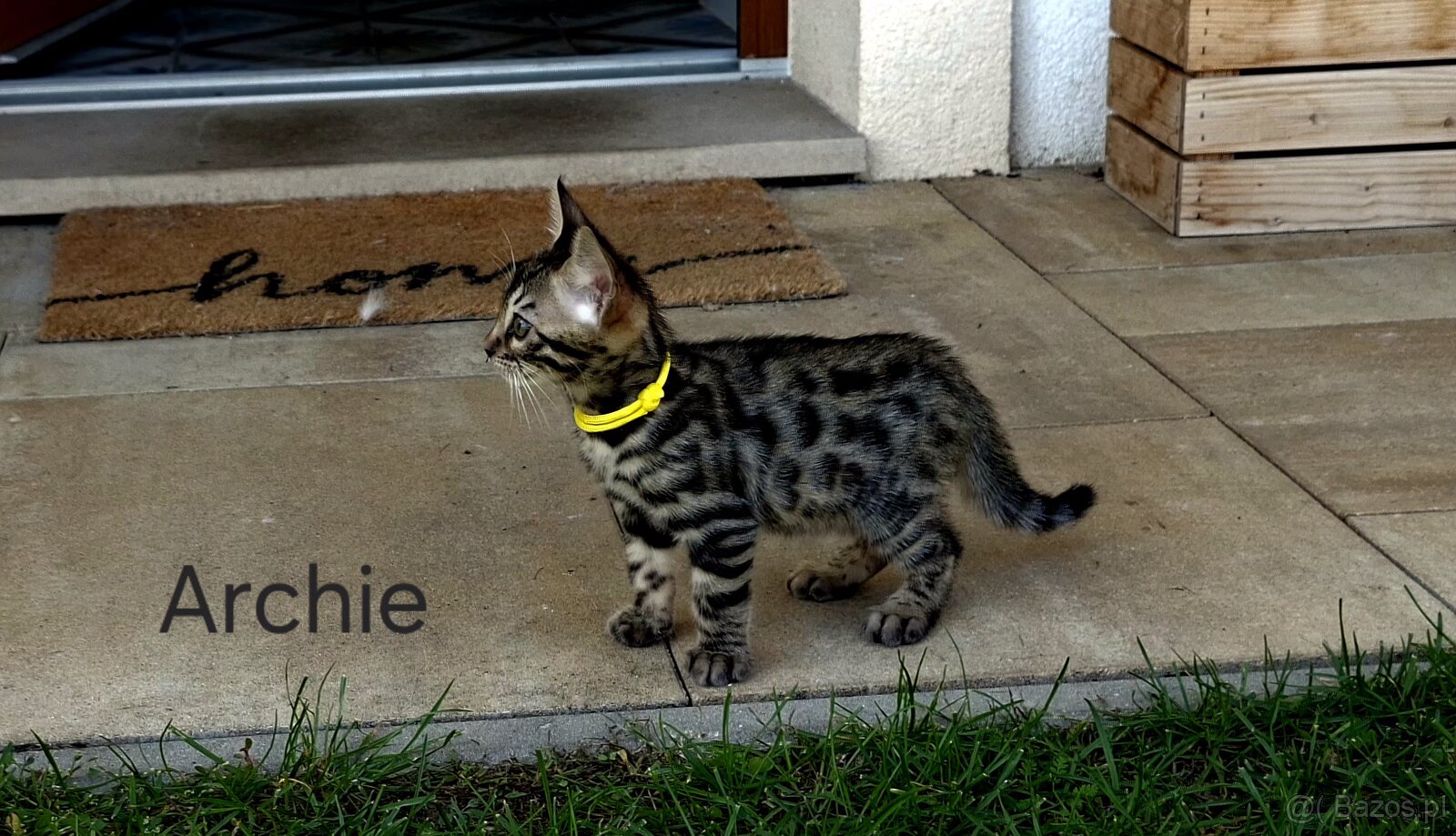 OUR BENGAL KITTENS WITH PEDIGREE CERTIFICATES - 11