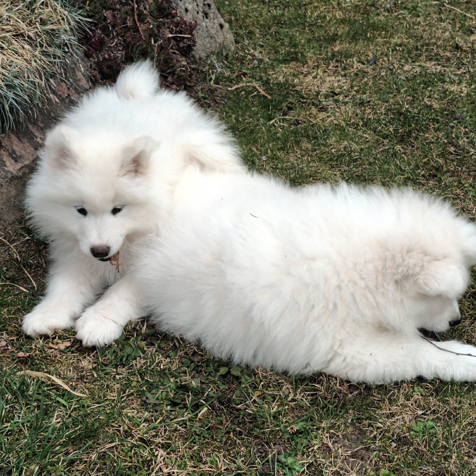 SAMOJED szczenięta - 11