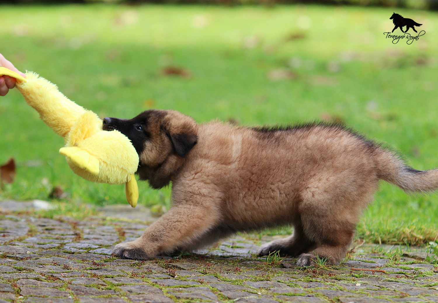 Owczarek belgijski Tervueren - szczenięta z rodowodem - 11