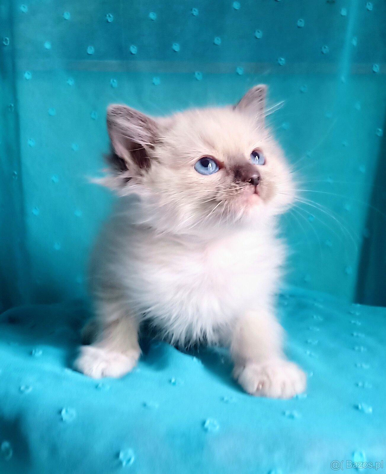 Piękny kocurek Ragdoll z rodowodem i wyprawką - 11