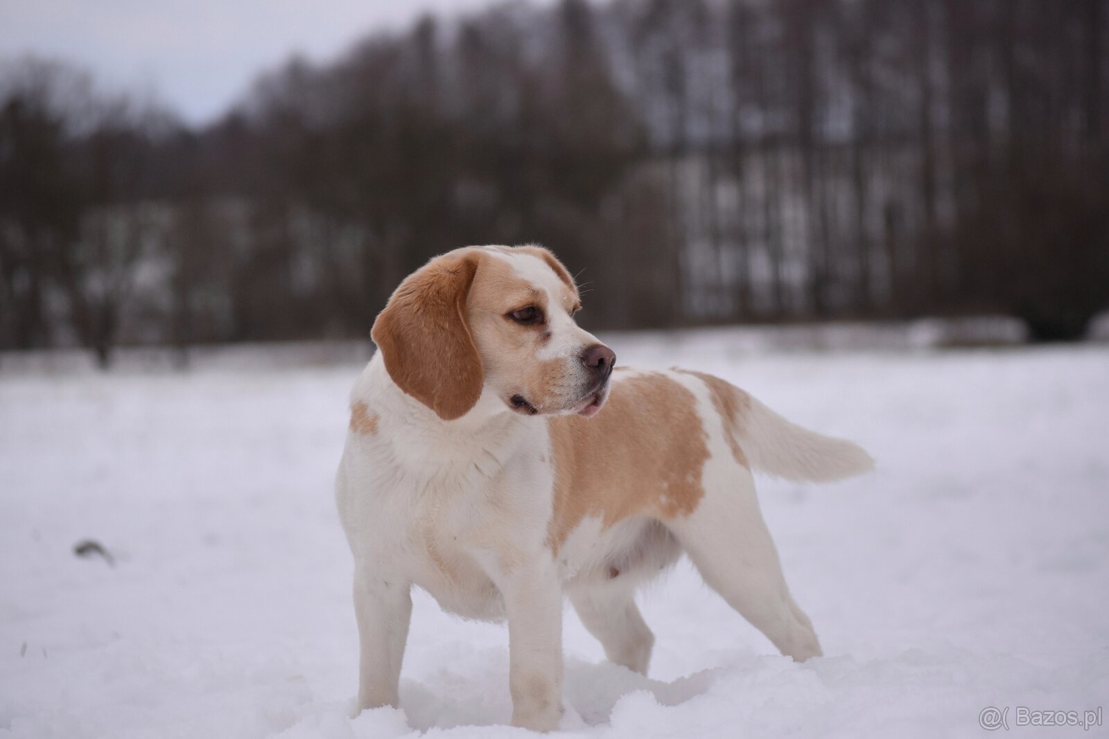 Beagle s PP (FCI) - 11