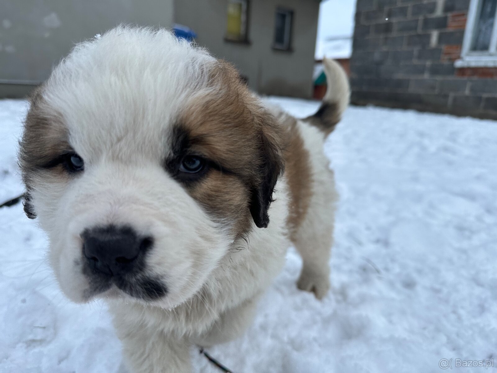 Bernardyn szczeniaki - 11