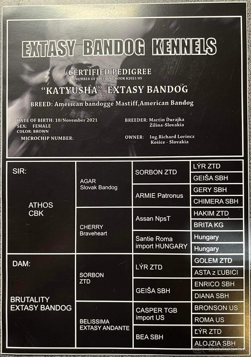 Szczeniaki Bandogi s rodokmenom VIP BANDOG KENNELS - 11