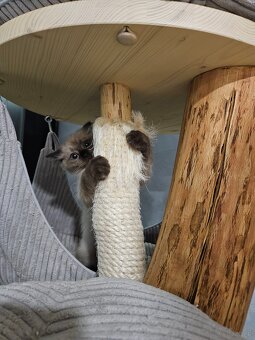 Kocięta Ragdoll - 11