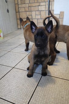 Owczarek Belgijski Malinois FCI/ZKWP - 11