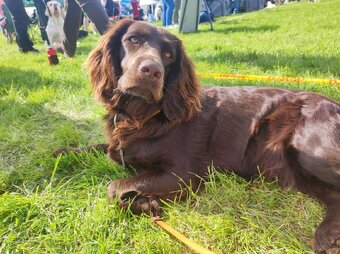 PŁochacz Niemiecki WACHTELHUND - 11