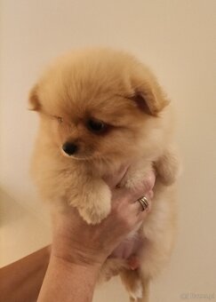 SZPIC MINIATUROWY POMERANIAN - SUCZKI - 11