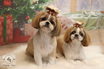 Shih tzu - 11