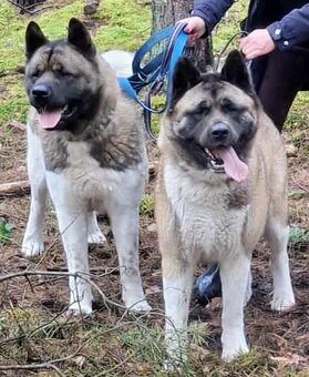 Akita Amerykańska FCI - 11