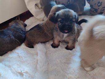 Śliczne suczki i pieski - 11