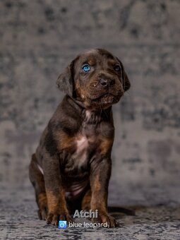 Louisiana Catahoula Leopard Dog - 11