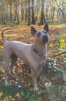 Thai Ridgeback Dog- Dog Thajski - 11