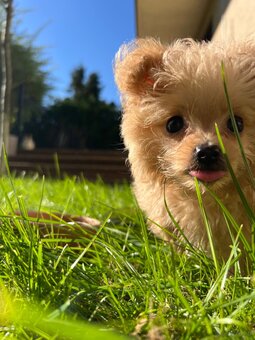Piesek Pomapoo Maltipoo Miniaturka puchaty miś pies z rodowo - 11