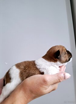Choco Jack Russell Terrier ZKwP FCI - 11