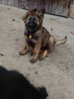 Suczka owczarek niemiecki długowłosy - 11