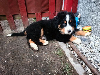 Szczenieta Berneński Pies Pasterski - 11