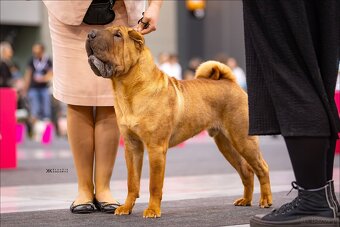 Hodowla rasy shar pei Red Folds przed. szczeniąt ur.22.06.20 - 11