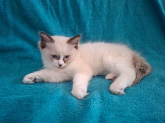 Rodowodowe kocięta Ragdoll - gotowe do zamieszkania - 11