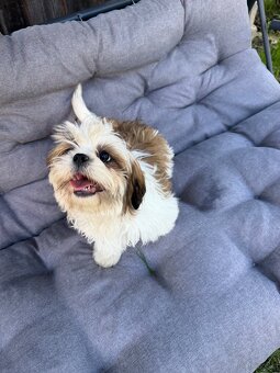 Szczeniaki Shih tzu - 11