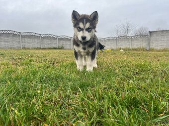 Alaskan Malamute szczeniaki - 11