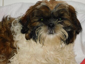 Szczeniaki shih tzu - 11