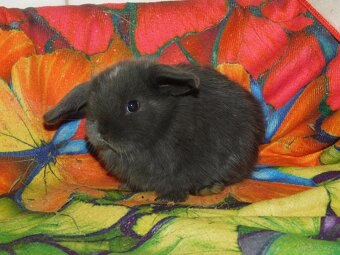 Cudowne baranki mini lop niebieskie - 11