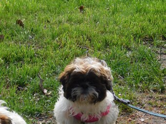 Shih tzu piesek Niko - 11