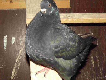 sprzedam gołębie - 11