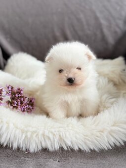 SZPIC MINIATUROWY POMERANIAN PIĘKNE SUNIE I PIESKI - 11
