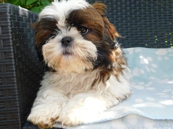 Cudna sunia Shih tzu Diana - 11