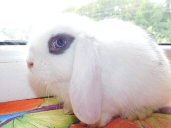 Cudowne baranki mini lop - 11