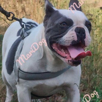 Buldog francuski BLUE niebieski szczeniak pies suka - 11